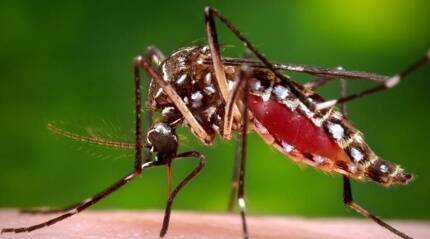 WHO experts back first-ever vaccine against Malaria