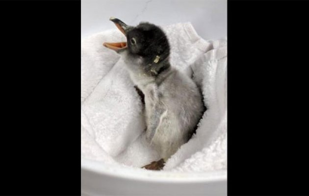 Daddy cool: Same-sex penguin couple become parents