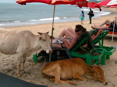 Banned in Maharashtra, beef dries up in Goa too