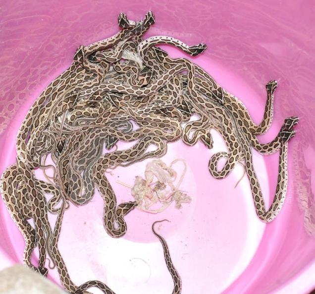 Russellâ€™s viper gives birth to 35 in a litter